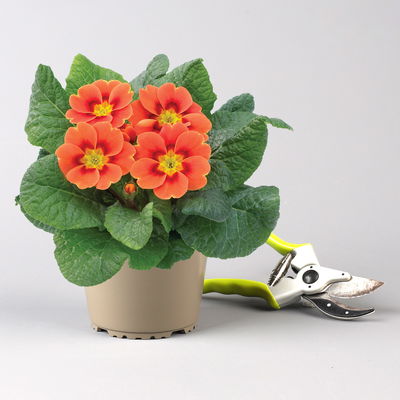 Primel, orange-rot, Topf-Ø 11 cm, 8 Pflanzen Primel, orange-rot, Topf-Ø 11 cm, 8 Pflanzen