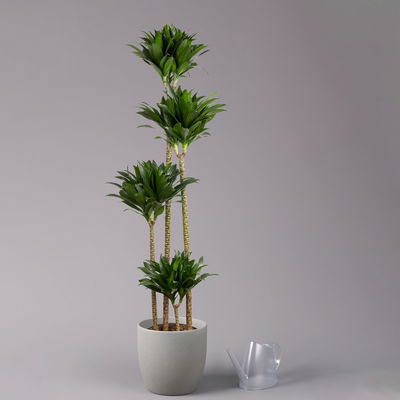 Duftender Drachenbaum 'Compacta', Topf-Ø 27 cm, Höhe ca. 160 cm