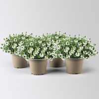Fächerblume 'White Touch™' weiß, Topf-Ø ca. 13/14 cm, 4er-Set