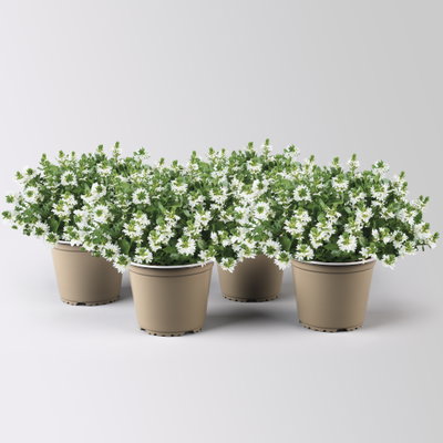 Fächerblume 'White Touch™' weiß, Topf-Ø ca. 13/14 cm, 4er-Set Fächerblume 'White Touch™' weiß, Topf-Ø ca. 13/14 cm, 4er-Set