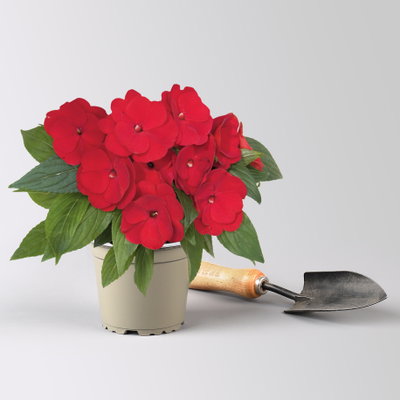 Edellieschen, dunkelrot, Topf-Ø 12 cm, 6 Pflanzen Edellieschen, dunkelrot, Topf-Ø 12 cm, 6 Pflanzen