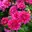 winteraster