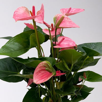 Flamingoblume 'Pink Champion', pink, in Keramiktopf Dallas, Topf-Ø 17 cm