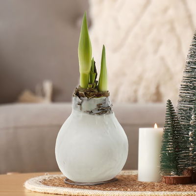 Amaryllis in Wachs XL, Dekor 'Basic White', Blüte rot-weiß Amaryllis in Wachs XL, Dekor 'Basic White', Blüte rot-weiß