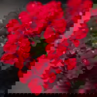 Pflanzenkreation 'Insektenbuffet', bunt, 6 Pflanzen inkl. Erde und Dünger