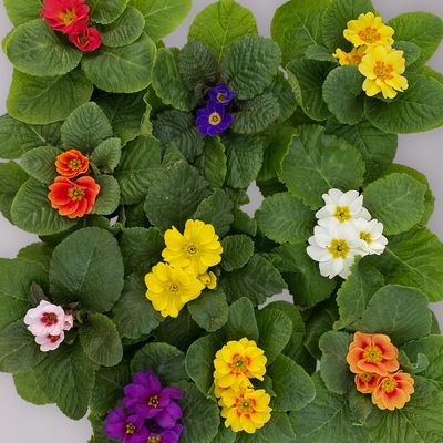 Primel Minis bunt, Farben zufällig, Topf-Ø 6 cm, 20 Pflanzen Primel Minis bunt, Farben zufällig, Topf-Ø 6 cm, 20 Pflanzen