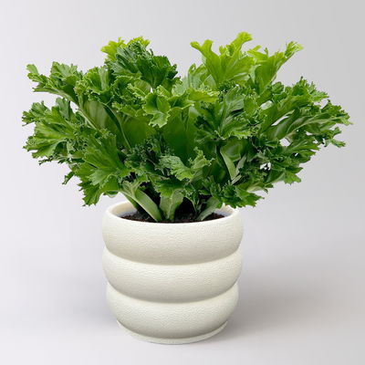 Nestfarn 'Leslie', Topf-Ø 17 cm, Höhe ca. 45 cm, inkl. Keramikübertopf Byron