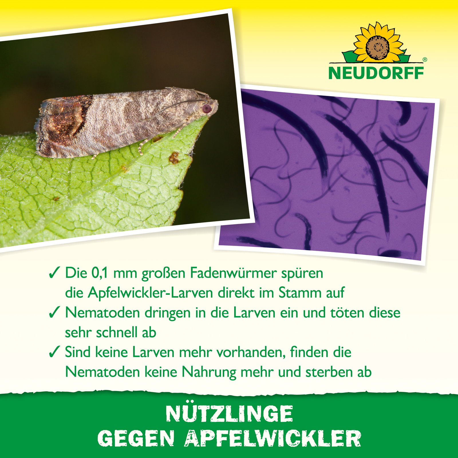Neudorff Bestell-Set Nützlinge gegen Apfelwickler, 5 Mio Stück Neudorff Bestell-Set Nützlinge gegen Apfelwickler, 5 Mio Stück