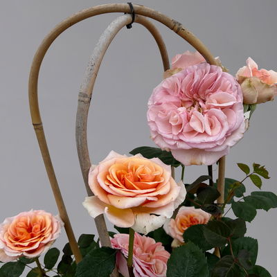 Duftende Edelrose 'Kölle's Duftsommer'®, Doppelbogen, Topf 7,5 Liter Duftende Edelrose 'Kölle's Duftsommer'®, Doppelbogen, Topf 7,5 Liter