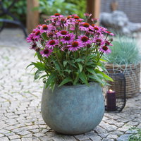 Sonnenhut 'Vintage Pink', 3 Liter Topf