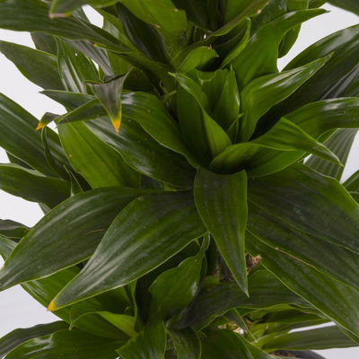 Duftender Drachenbaum TopfØ 24 cm, Höhe ca. 80 cm kaufen