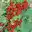 Johannisbeeren