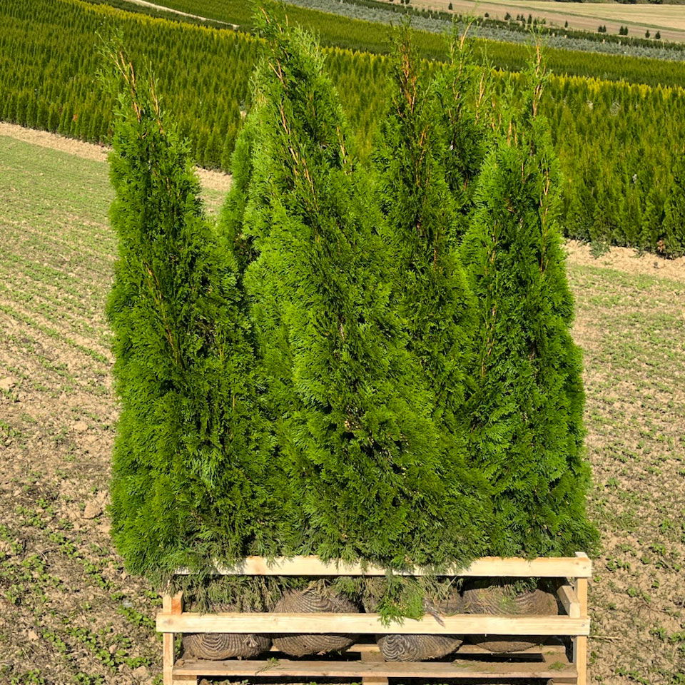 Thuja occidentalis 'Smaragd', Höhe 150 - 175 cm, mit Ballen, 10 Stück