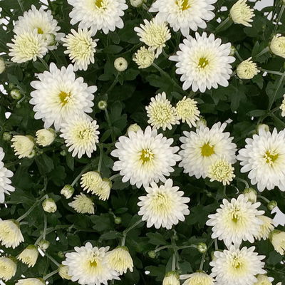 Chrysanthemen, weiß, Topf-Ø 19 cm, 3 Pflanzen Chrysanthemen, weiß, Topf-Ø 19 cm, 3 Pflanzen