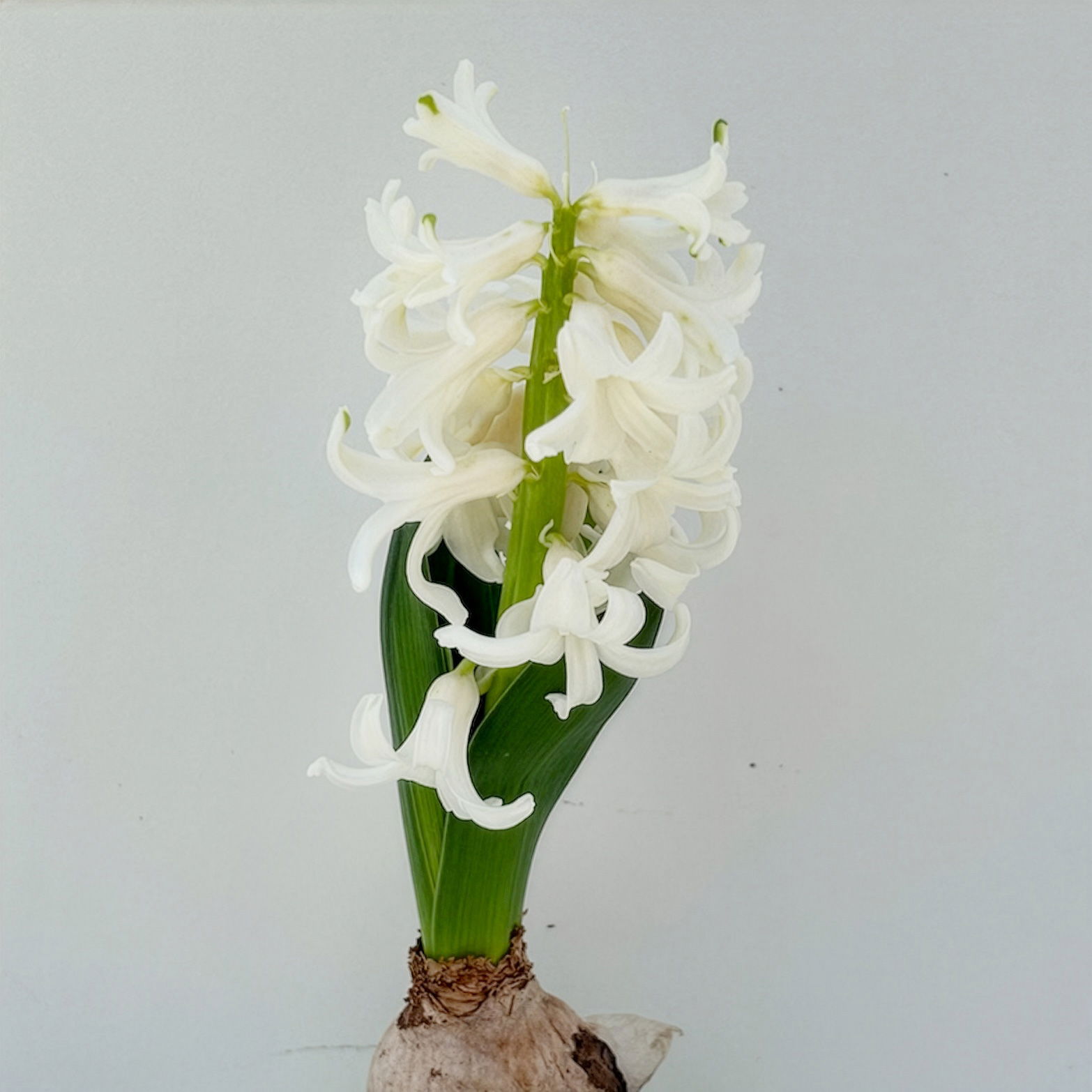 Hyazinthe, Mini, weiß, Topf-Ø 6 cm, 10 Pflanzen