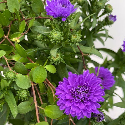 Aster & Mühlenbeckia, 3er-Set, blau gefüllt, Topf 12/13 cm Ø Aster & Mühlenbeckia, 3er-Set, blau gefüllt, Topf 12/13 cm Ø