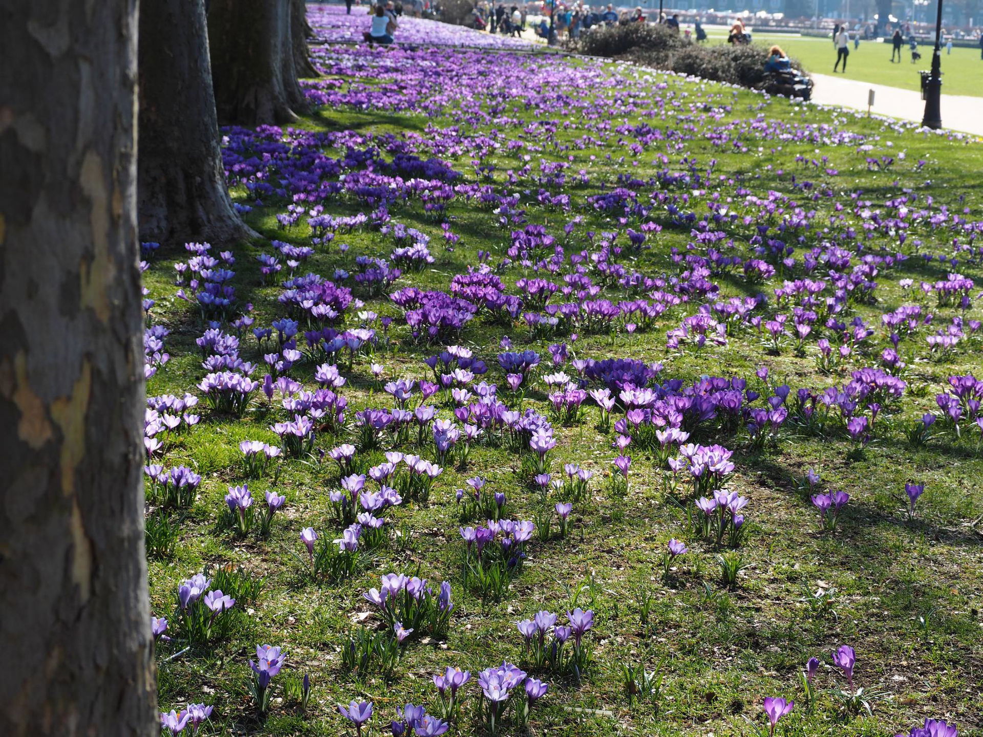 Krokus Wissenswertes zur Frühlingsblume PflanzenKölle