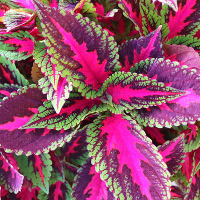 Buntnessel 'Ruby Road' dunkelviolett-pink-grün, Topf-Ø 12 cm, 6er-Set