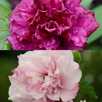 Duo Garten-Hibiskus 'French Cabaret® Pastel' und 'French Cabaret® Red', 5 l Topf Duo Garten-Hibiskus 'French Cabaret® Pastel' und 'French Cabaret® Red', 5 l Topf