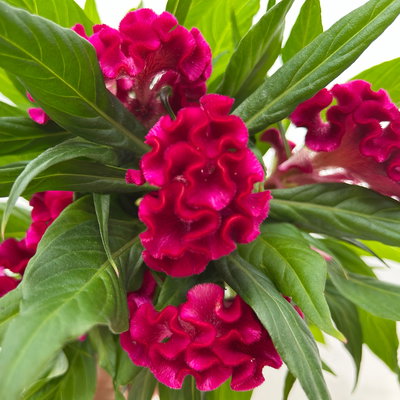 Celosia 'Tasty Twist Mix', Farben zufällig, Topf-Ø 12 cm, 6 Pflanzen Celosia 'Tasty Twist Mix', Farben zufällig, Topf-Ø 12 cm, 6 Pflanzen