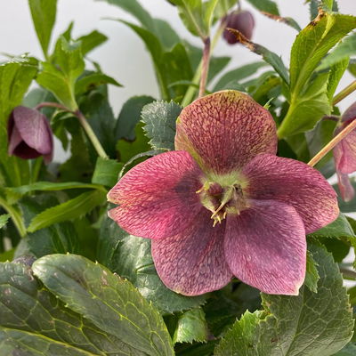 Lenzrose ViV® 'Victoria', purpurviolett, Topf-Ø 15 cm, 2 Pflanzen