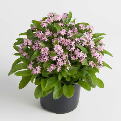 Vergissmeinnicht, rosa, Topf-Ø 10,5 cm, 6 Pflanzen