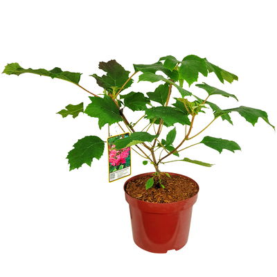 Eichblatt-Hortensie 'Ruby Slippers'®, weiß, 3er-Set, Höhe 40-60 cm, Topf 5 Liter Eichblatt-Hortensie 'Ruby Slippers'®, weiß, 3er-Set, Höhe 40-60 cm, Topf 5 Liter