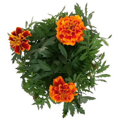 Tagetes, Farbe zufällig, Topf-Ø 13 cm, 6 Pflanzen