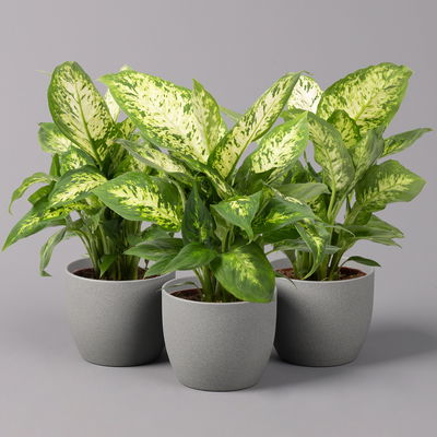 Dieffenbachie 'Compacta', Topf-Ø12cm, Höhe ca. 25 cm, 3er-Set Dieffenbachie 'Compacta', Topf-Ø12cm, Höhe ca. 25 cm, 3er-Set