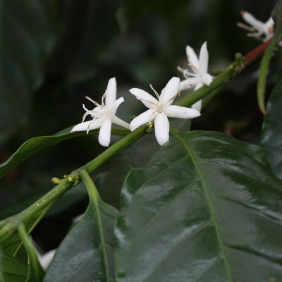 Blu Bio Kaffeepflanze, Topf-Ø 12 cm, 2er Set