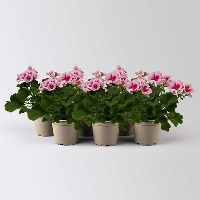 Geranie weiß-rosa, stehend, Topf-Ø 13 cm, 6 Pflanzen