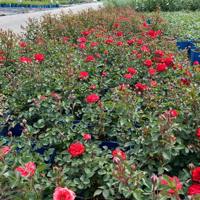 Zwergrose 'Zwergenfee 09®', orange-rot, Topf 3 Liter, 4 Pflanzen