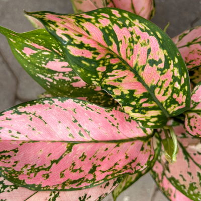Aglaonema 'Pink', rosa-grün, Topf-Ø 12 cm, 2 Pflanzen