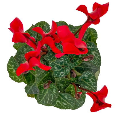 Alpenveilchen, Farben zufällig, Mini, Topf-Ø 6 cm, 10 Pflanzen Alpenveilchen, Farben zufällig, Mini, Topf-Ø 6 cm, 10 Pflanzen