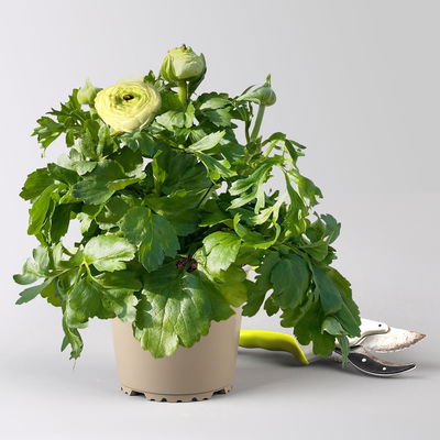 Ranunkel, weiß, Topf-Ø 13 cm, 6 Pflanzen