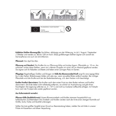 Dahlien 'Blumengrüße', 5 Blumenknollen Dahlien 'Blumengrüße', 5 Blumenknollen