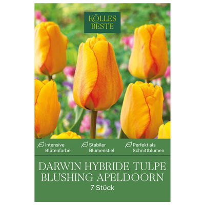 Darwin Hybride Tulpen 'Blushing Apeldoorn', rot, gelb, 7 Blumenzwiebeln