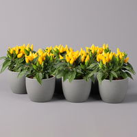 Capsicum 'Ornamenties Yellow', Topf-Ø 10,5, 6er-Set