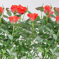 Rose 'Calibra Kordana® Classic' orange, Topf-Ø 10,5 cm, 3er-Set