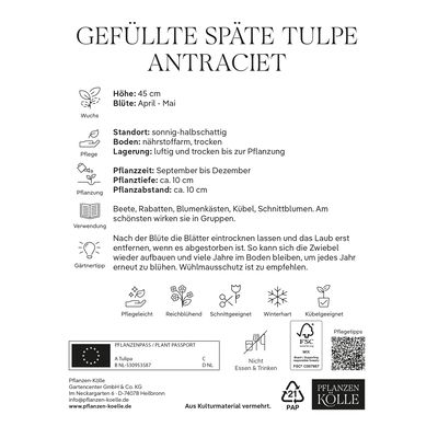 Tulpen 'Antraciet', Dunkelrot, gefüllte Blüten, 7 Blumenzwiebeln Tulpen 'Antraciet', Dunkelrot, gefüllte Blüten, 7 Blumenzwiebeln