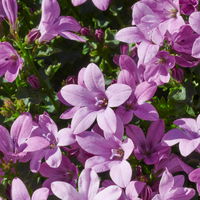 Campanula 'Ambella® Pink' rosa, Topf-Ø 12 cm, 3er-Set