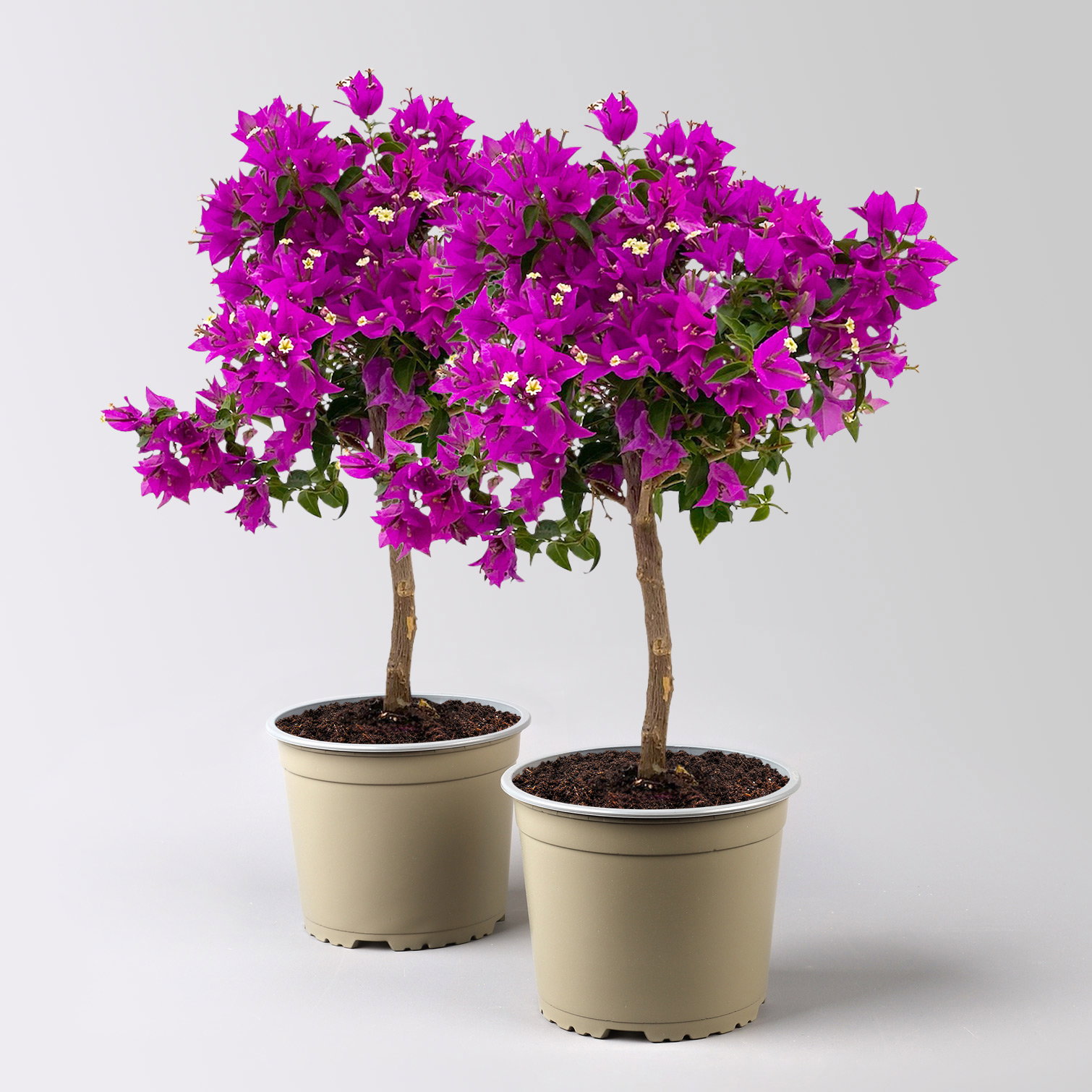 Bougainvillea, Ministamm, Topf-Ø 18 cm, Höhe ca. 50-60 cm, 2 Pflanzen