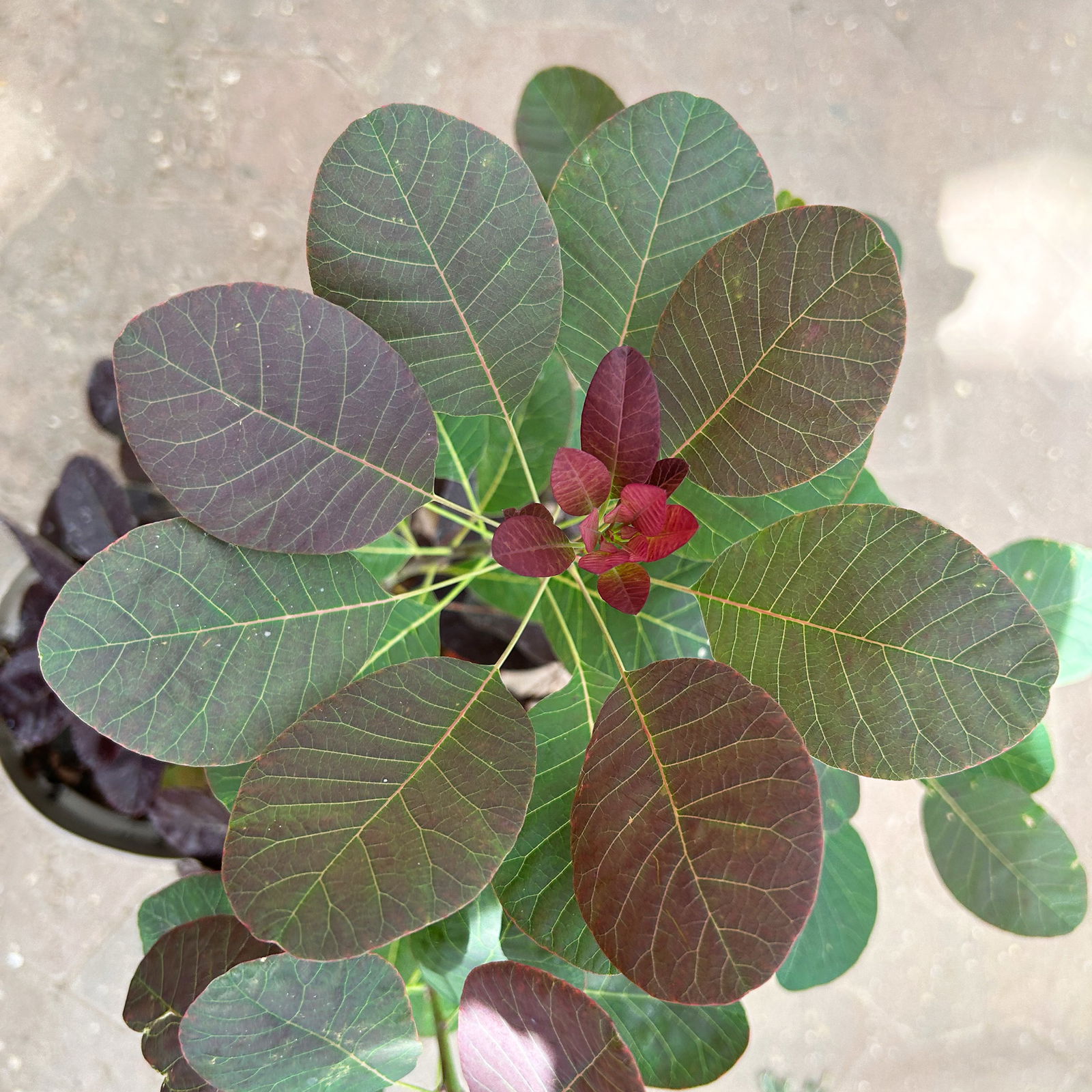 Dunkelroter Perückenstrauch 'Royal Purple', Höhe ca. 20-25 cm, Topf 3 Liter