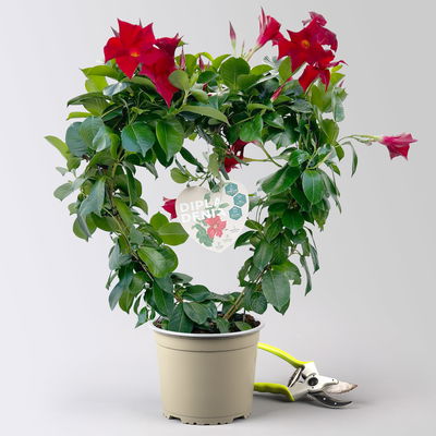 Dipladenie, rot, Herzform, Topf-Ø 17 cm, Höhe ca. 55 cm