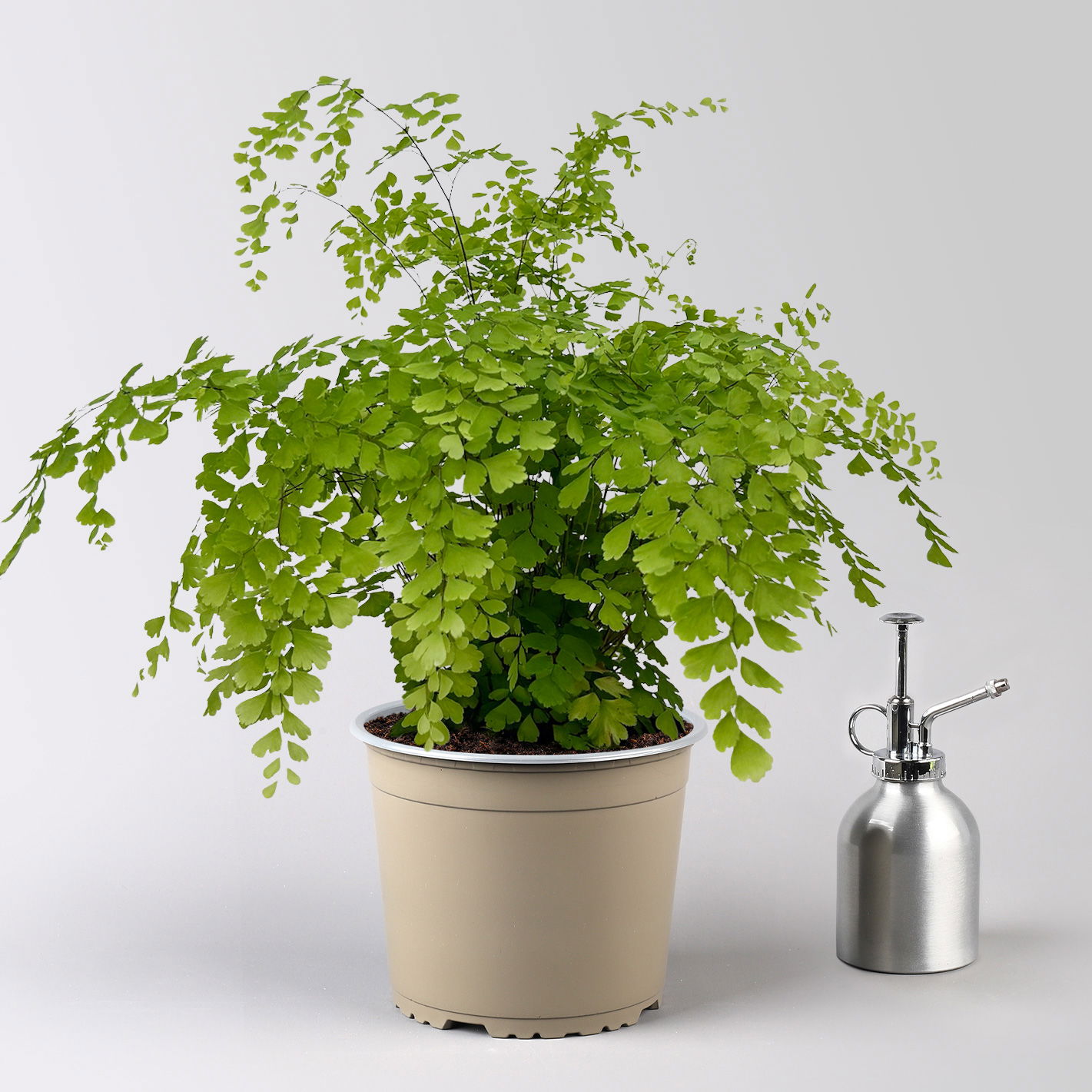 Frauenhaarfarn 'Fragans', Topf-Ø 17 cm, im Topf Byron