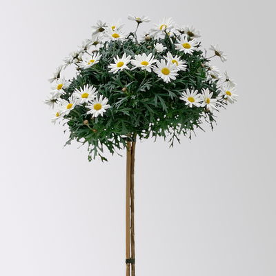 Margerite 'Stella', weiß, Stamm, Topf-Ø 25 cm Margerite 'Stella', weiß, Stamm, Topf-Ø 25 cm