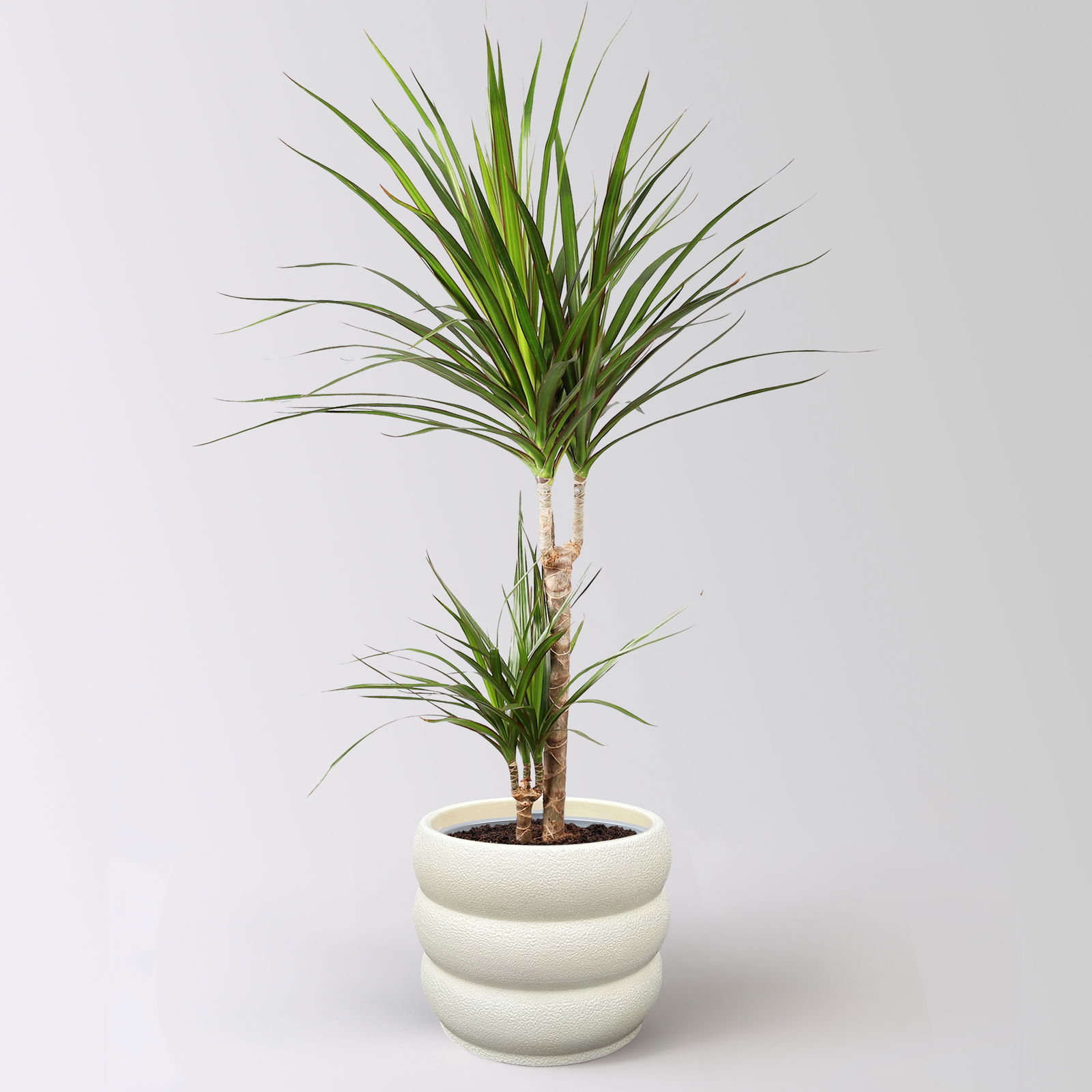 Drachenbaum, 2er-Tuff, Topf-Ø 17 cm, Höhe ca. 70 cm, inkl. Topf Byron