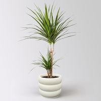 Drachenbaum, 2er-Tuff, Topf-Ø 17 cm, Höhe ca. 70 cm, inkl. Topf Byron