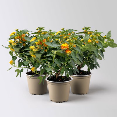 Wandelröschen, orange, Topf-Ø 12 cm, 3 Pflanzen Wandelröschen, orange, Topf-Ø 12 cm, 3 Pflanzen