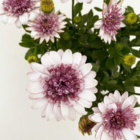 Osteospermum 'Blueberry Shake' weiß-blau, gefüllt, Topf-Ø 12 cm, 6 Pflanzen